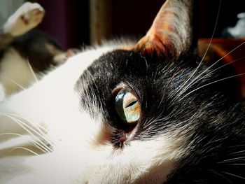 Close-up portrait of a cat