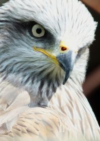Close-up of a bird
