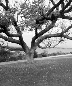 Bare trees on landscape