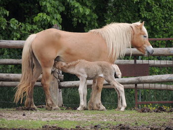 Side view of horse standing on field