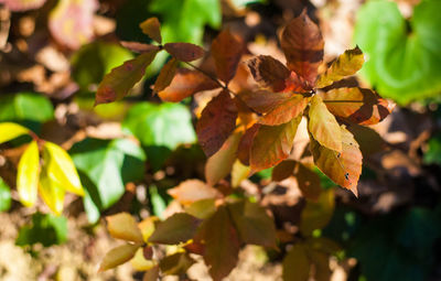Close-up of autumnal leaves