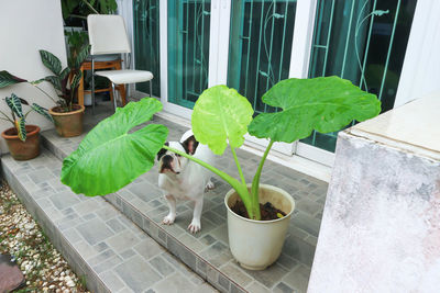 potted plant