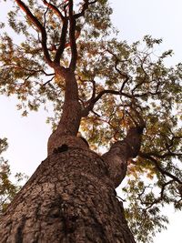 Low angle view of tree against sky