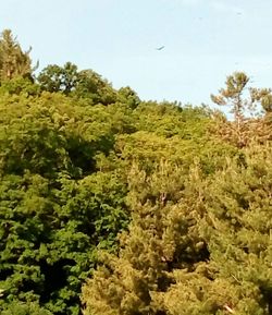 Trees growing against clear sky