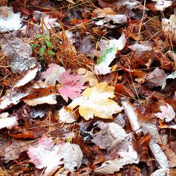 Close-up of fallen maple leaves