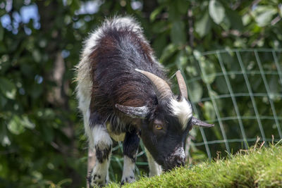 Close-up of a little goat on the grass