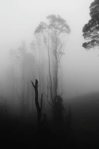 Silhouette of trees in forest during foggy weather
