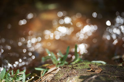 Defocused image of illuminated christmas tree