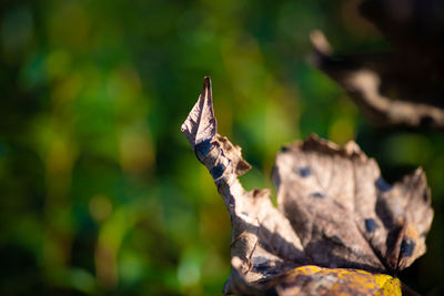 Close-up of dried leaves on plant