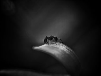 Close-up of ant on leaf