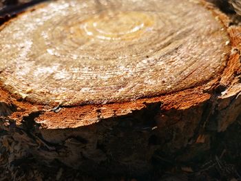 Close-up of tree stump in forest