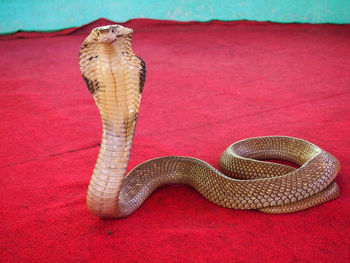 High angle view of snake