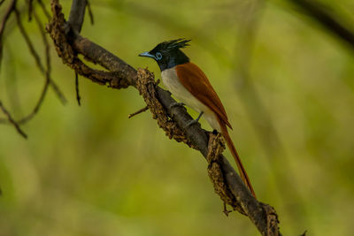 Close-up of bird perching on plant