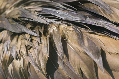 Close-up of bird