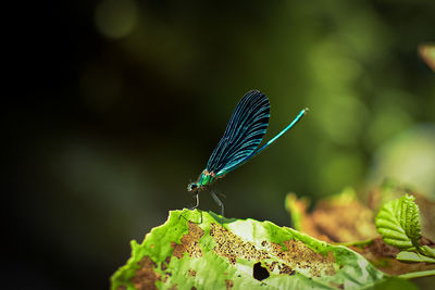 Close-up of butterfly on leaf