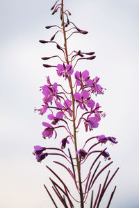 Low angle view of flowering plant against clear sky