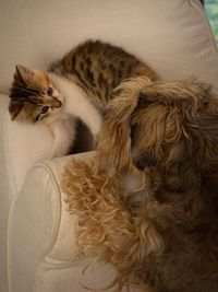 Close-up of cat relaxing at home