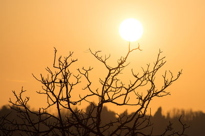 Silhouette bare tree against sky during sunset