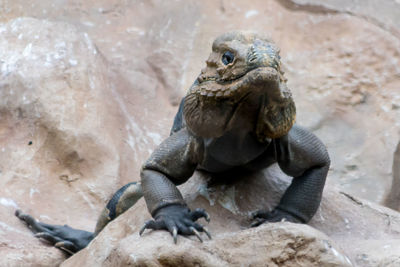 Close-up of lizard on rock