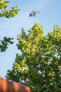 Low angle view of tree against clear sky