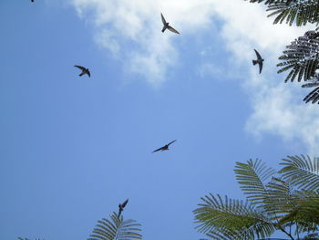 Low angle view of birds flying in sky