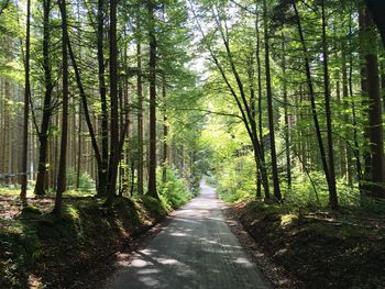 Road amidst trees in forest