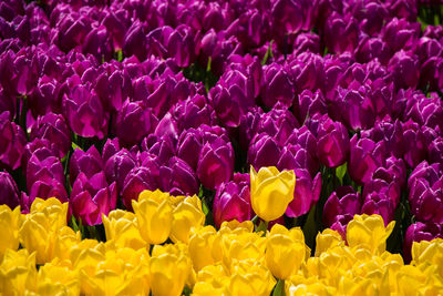 Close-up of yellow and purple tulips blooming on field