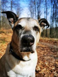 Close-up portrait of dog on field