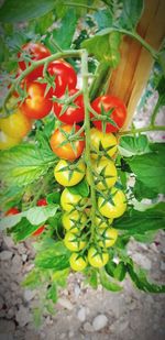 High angle view of chili peppers plant