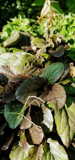 High angle view of fresh green leaves