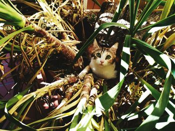 Portrait of cat sitting in plant