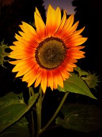 Close-up of sunflower blooming at night
