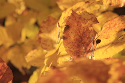 Close-up of yellow autumn leaf