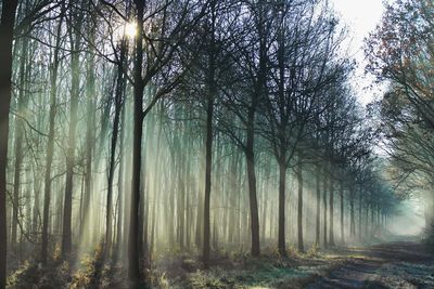 Trees in forest during winter
