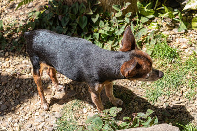 Close-up of dog