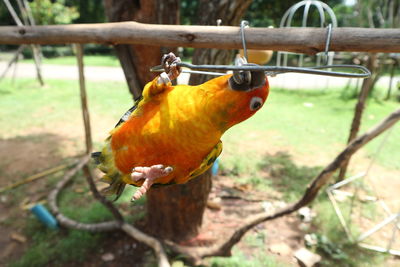 Close-up of bird perching on tree