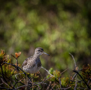 Close-up of bird perching on plant