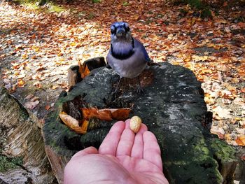High angle view of bird on hand during autumn