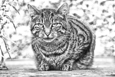 Close-up portrait of cat