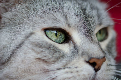 Close-up of cat looking away