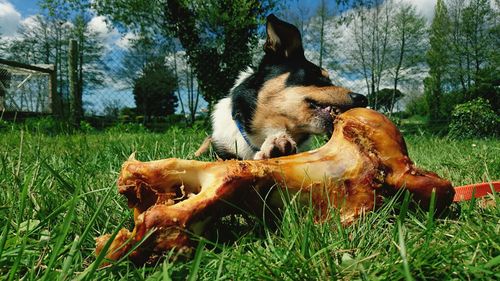 Dog eating bone on grassy field