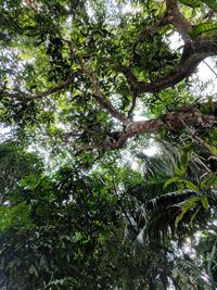 Low angle view of trees in forest