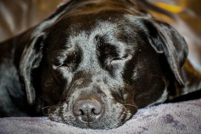 Close-up of dog sleeping