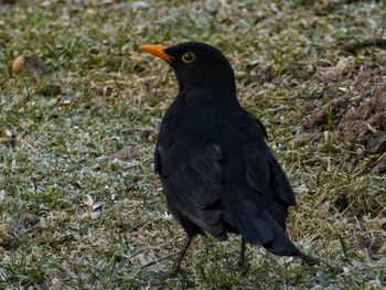 Close-up of bird perching on field