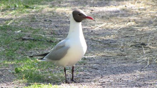 Close-up of bird