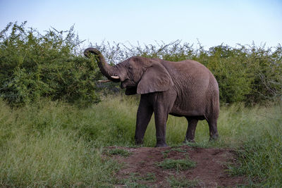 Elephants on field