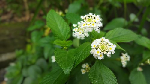 Close-up of white flowering plant