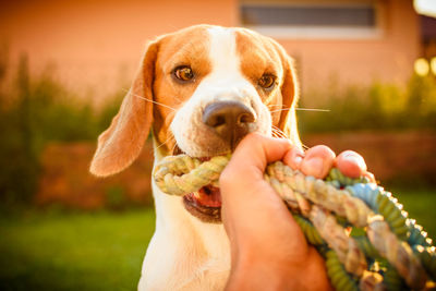 Close-up of hand holding dog