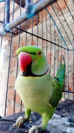 Close-up of parrot in cage