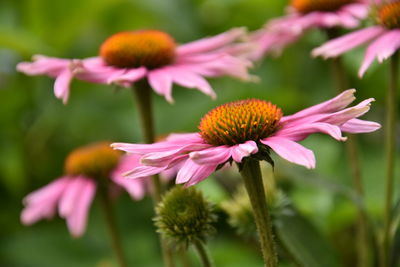 Close-up of pink flower